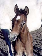 Preman - Divine Love at three weeks